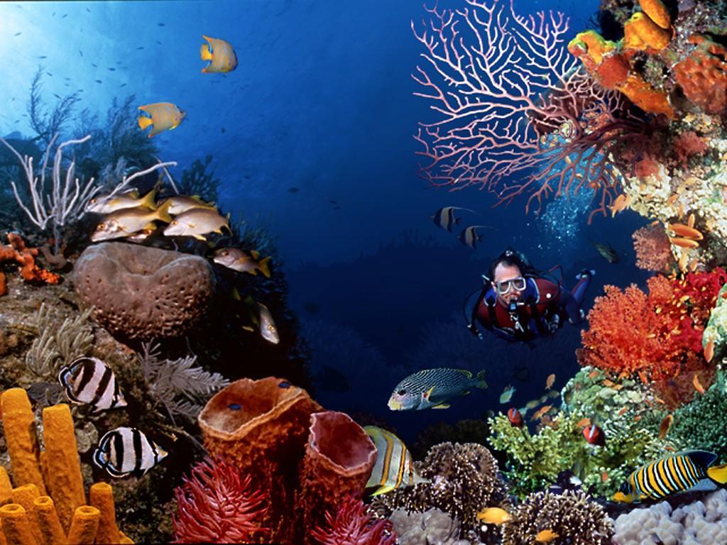 El Canonero Diving Beach Resort Пуерто-Галера Екстер'єр фото